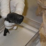 Pocket Shark Found : Ultra-rare and ultra-cute
