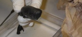 Pocket Shark Found : Ultra-rare and ultra-cute