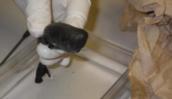 Pocket Shark Found : Ultra-rare and ultra-cute