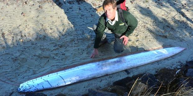 Rare oarfish washed up on a beach in New Zealand (Photo)