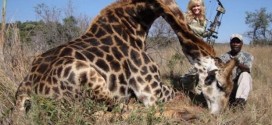 Rebecca Francis : Hunter Strikes Smiling Pose With Slain Giraffe