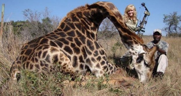 Rebecca Francis : Hunter Strikes Smiling Pose With Slain Giraffe