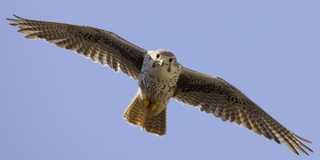 Record levels of pollutants found in a hawk in Langley, Study