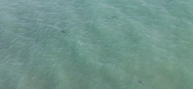 13 great white sharks spotted off California beach (Photo)