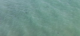 13 great white sharks spotted off California beach (Photo)
