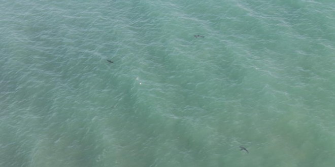 13 great white sharks spotted off California beach (Photo)