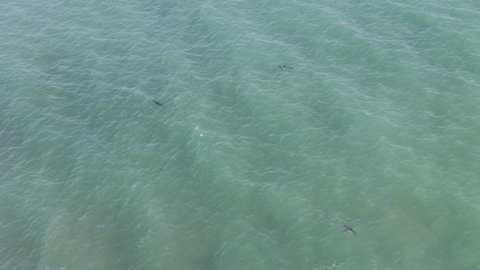 13 great white sharks spotted off California beach (Photo) - Canada