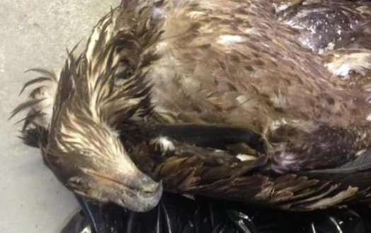 16 eagles killed, dumped in British Columbia (Video)