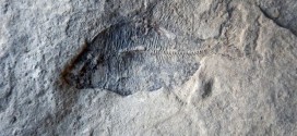 60 million year old fish fossil found in Calgary suburb