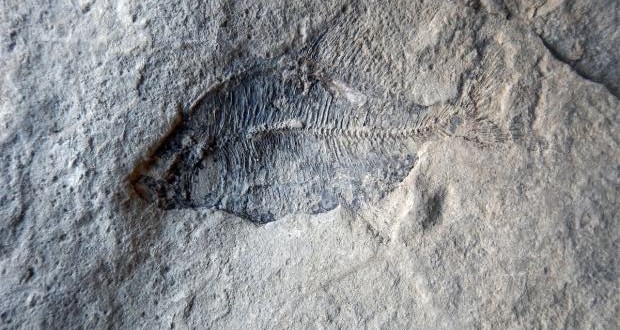 60 million year old fish fossil found in Calgary suburb