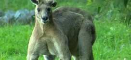 Buff Kangaroo Intimidates Australians By Flexing (Video)