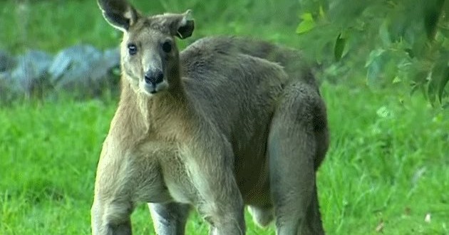 Buff Kangaroo Intimidates Australians By Flexing (Video)