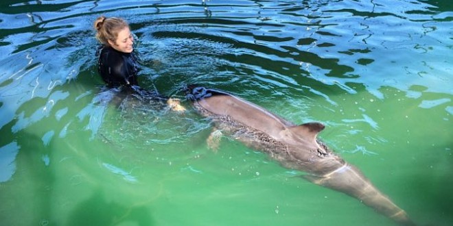 Chester the false killer whale to stay at Vancouver Aquarium (Video)