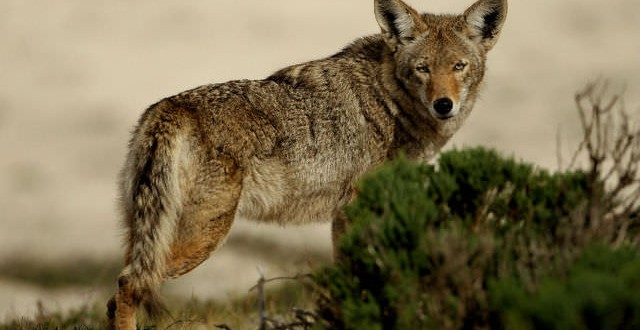 Coyote Attacks 3-Year-Old Girl, leaving minor wounds