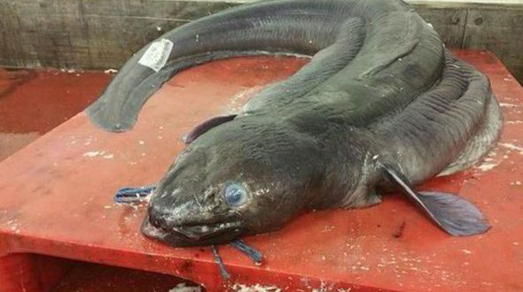 Giant conger eel landed by Plymouth fisherman