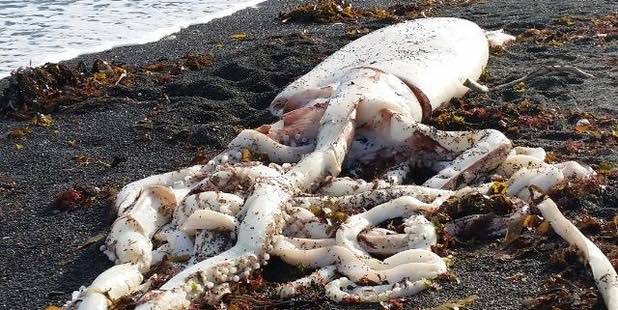 Giant squid washes up on beach in New Zealand (Video)