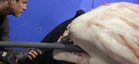 Great white shark cruising East Coast becomes Twitter star - Report