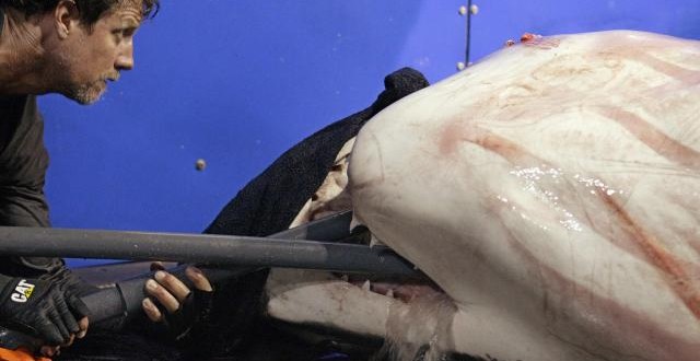 Great white shark cruising East Coast becomes Twitter star – Report