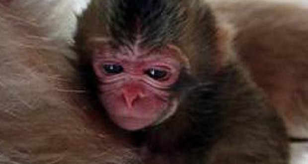 Japan Zoo Sorry For Naming Baby Monkey Charlotte