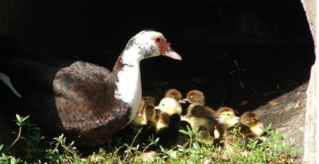 Jason Falbo : Lawnmower man charged with animal cruelty after running over family of ducks