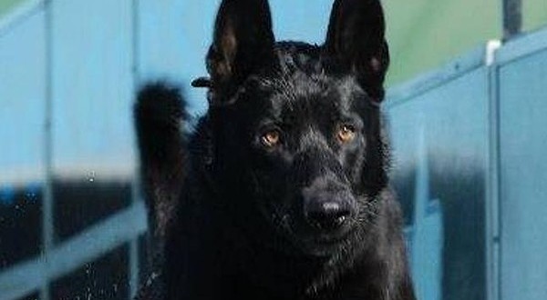 K-9 Saves Deputy? Police Dog Rescues Deputy After He's Ambushed By 3 Men