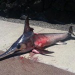 Man Impaled By Swordfish : Fisherman tries to spear swordfish but is beaten to it as razor-nosed fish KILLS him instead