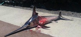 Man Impaled By Swordfish : Fisherman tries to spear swordfish but is beaten to it as razor-nosed fish KILLS him instead