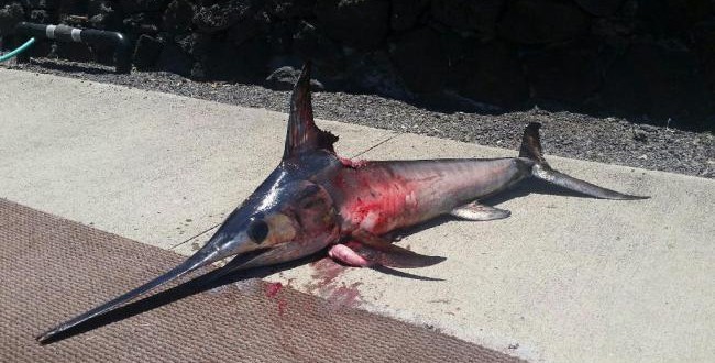 Man Impaled By Swordfish : Fisherman tries to spear swordfish but is beaten to it as razor-nosed fish KILLS him instead