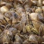 Manitoba ramps up efforts to curb spread of zebra mussels (Video)