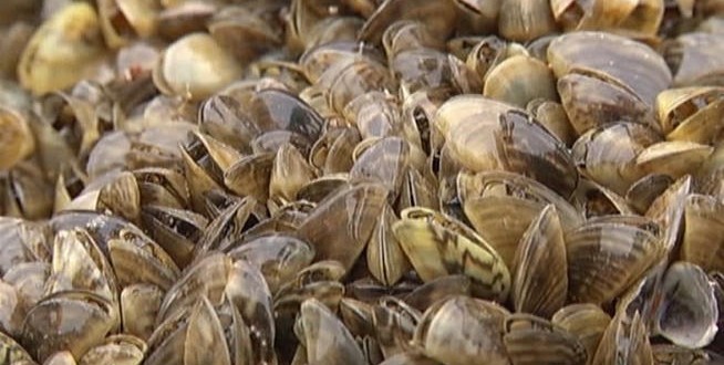 Manitoba ramps up efforts to curb spread of zebra mussels (Video)