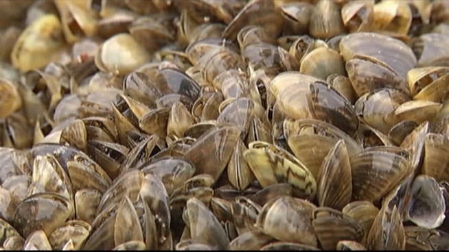 Manitoba ramps up efforts to curb spread of zebra mussels (Video