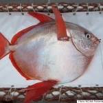 Opah! Researchers find the first warm-blooded fish
