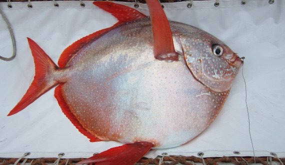 Opah! Researchers find the first warm-blooded fish