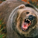 Possible fatal bear attack on camper in northern BC : RCMP