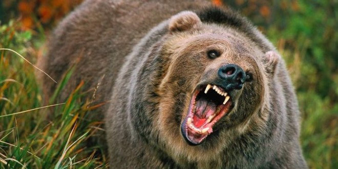 Possible fatal bear attack on camper in northern BC : RCMP
