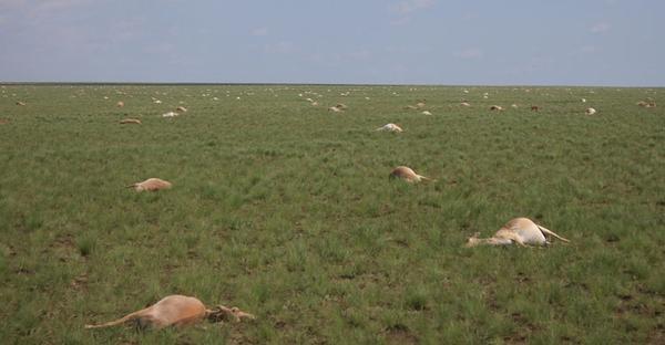 Researchers in tizz over deaths of rare antelope