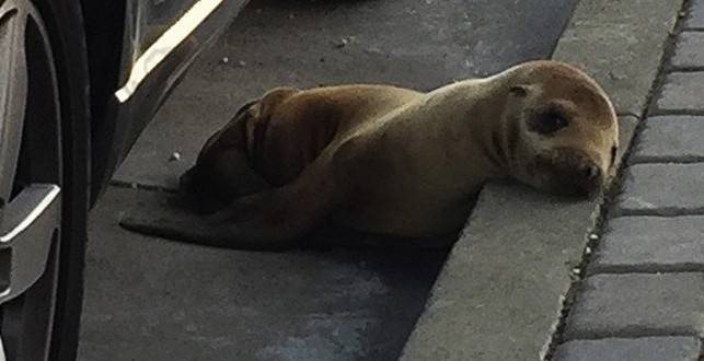 San Francisco : Sea Lion pup rescued after wandering on streets