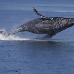 Scientists Found a Bungee Cord Like Nerve System in Whales
