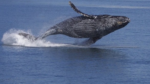 Scientists Found a Bungee Cord Like Nerve System in Whales