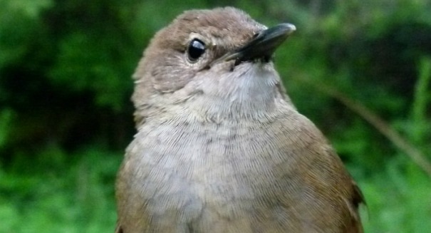 Scientists re-discover ultra rare bird by recognizing its unique whistle