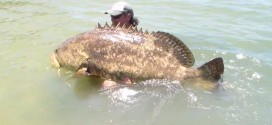 Screaming kayak angler catches 552 pound fish goliath grouper (Photo)