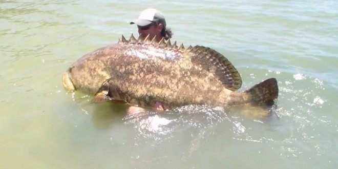 Screaming kayak angler catches 552 pound fish “goliath grouper” (Video)