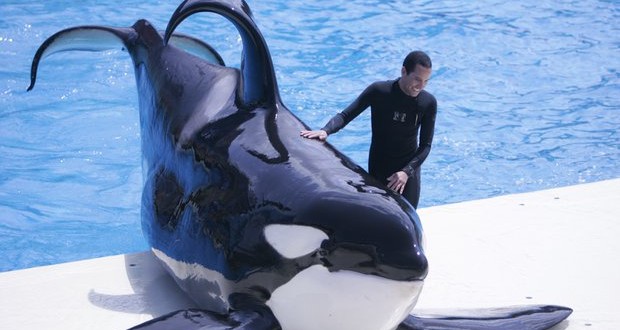 SeaWorld San Diego Cited For Safety Violations