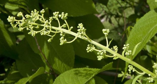 Thunder God Vine Cure For Obesity, Harvard study