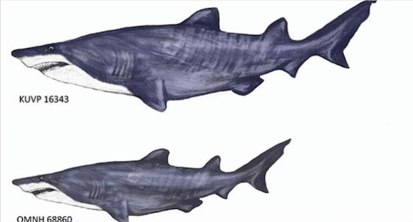 20-foot gigantic shark fossils found in Texas