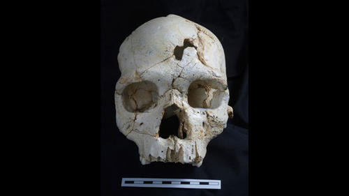 430,000-year-old Skull Murder? Prehistoric skull with puncture wounds could be world's first murder mystery