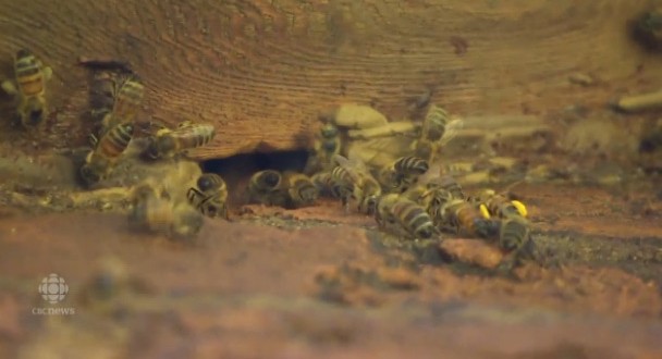50,000 bees removed from Ont. home (Video)
