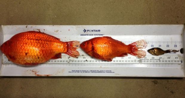 Albertans warned not to flush 'invasive' goldfish (Video)