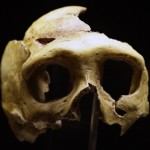 Ancient European had close Neanderthal ancestor, Says study
