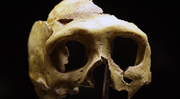 Ancient European had close Neanderthal ancestor, Says study